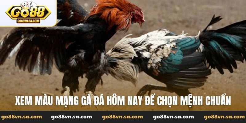 Xem màu mạng gà đá hôm nay để chọn mệnh chuẩn